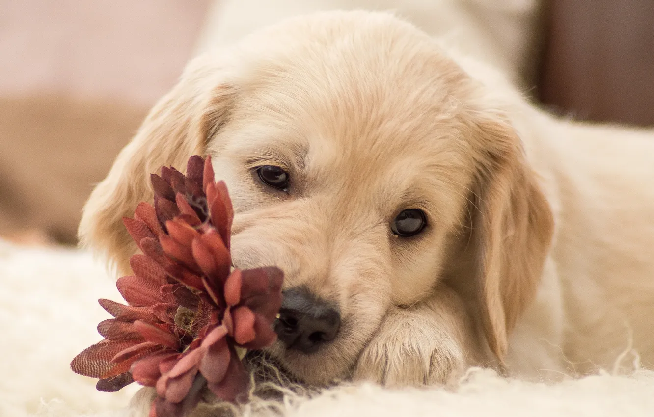 Фото обои цветок, собака, щенок