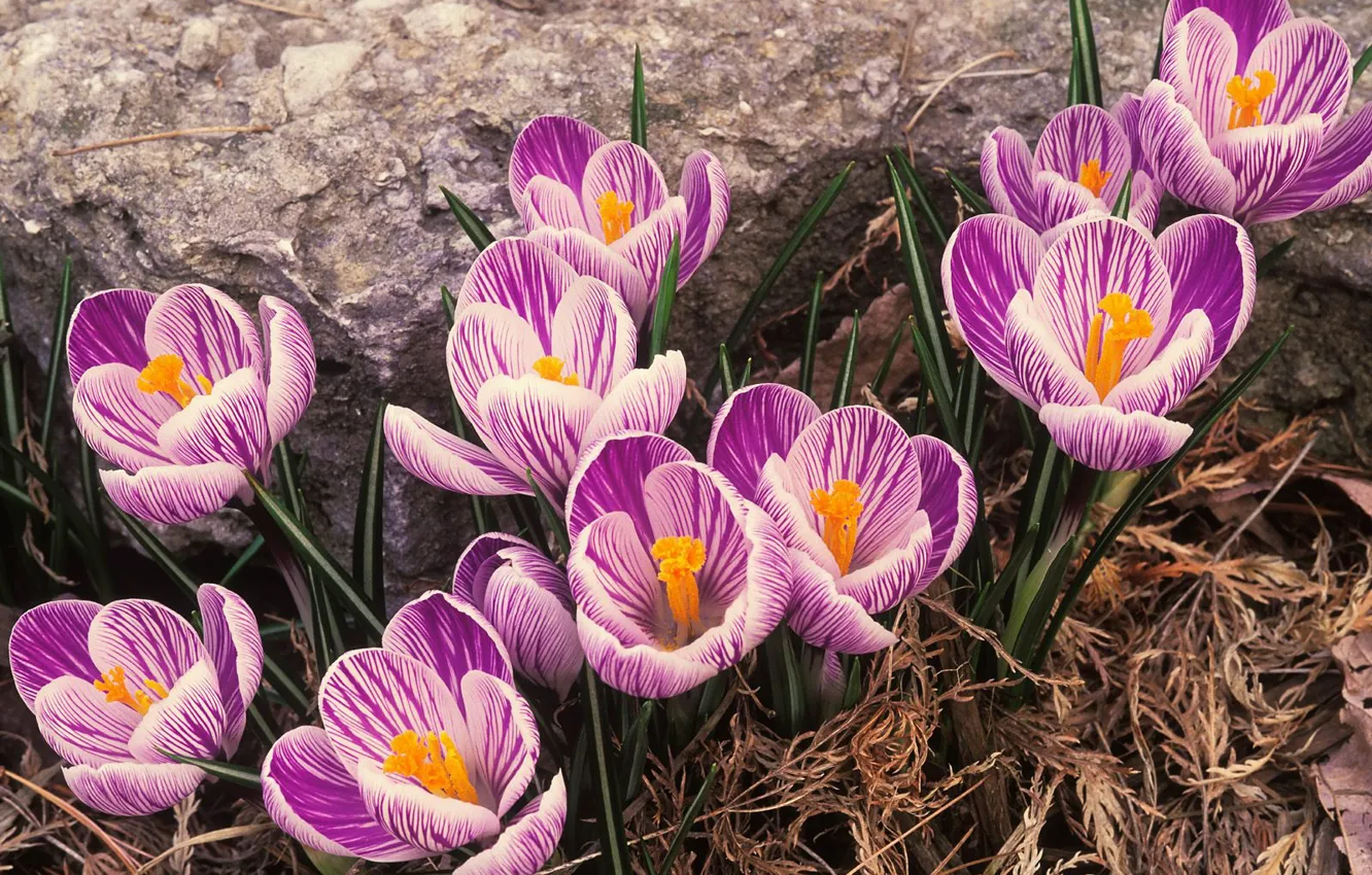 Фото обои весна, крокусы, первоцветы