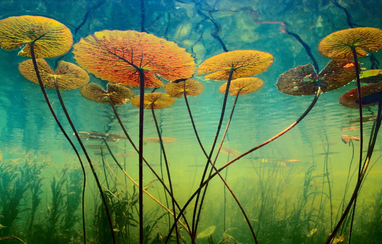 Фото обои вода, водоросли, растения, глубина, подводный мир