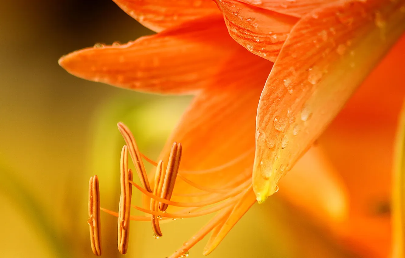 Фото обои цветок, макро, оранжевый, лилия
