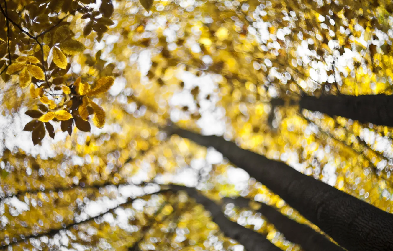 Фото обои autumn, bokeh, fall, swirling, forecast for gold
