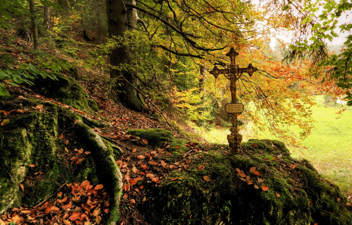 Фото обои осень, лес, листья, природа, фото, мох, крест