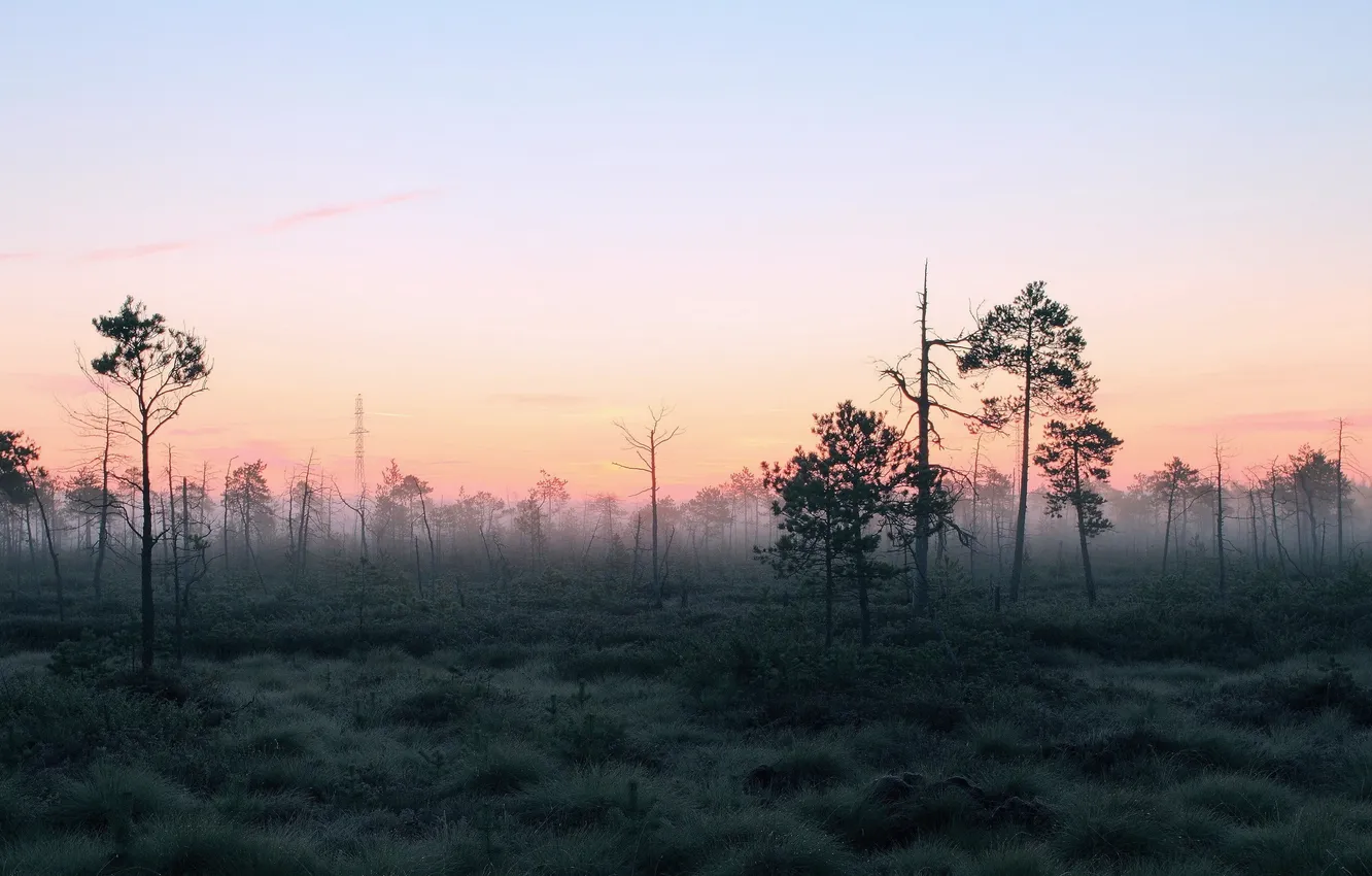 Фото обои лес, пейзаж, природа, туман, утро