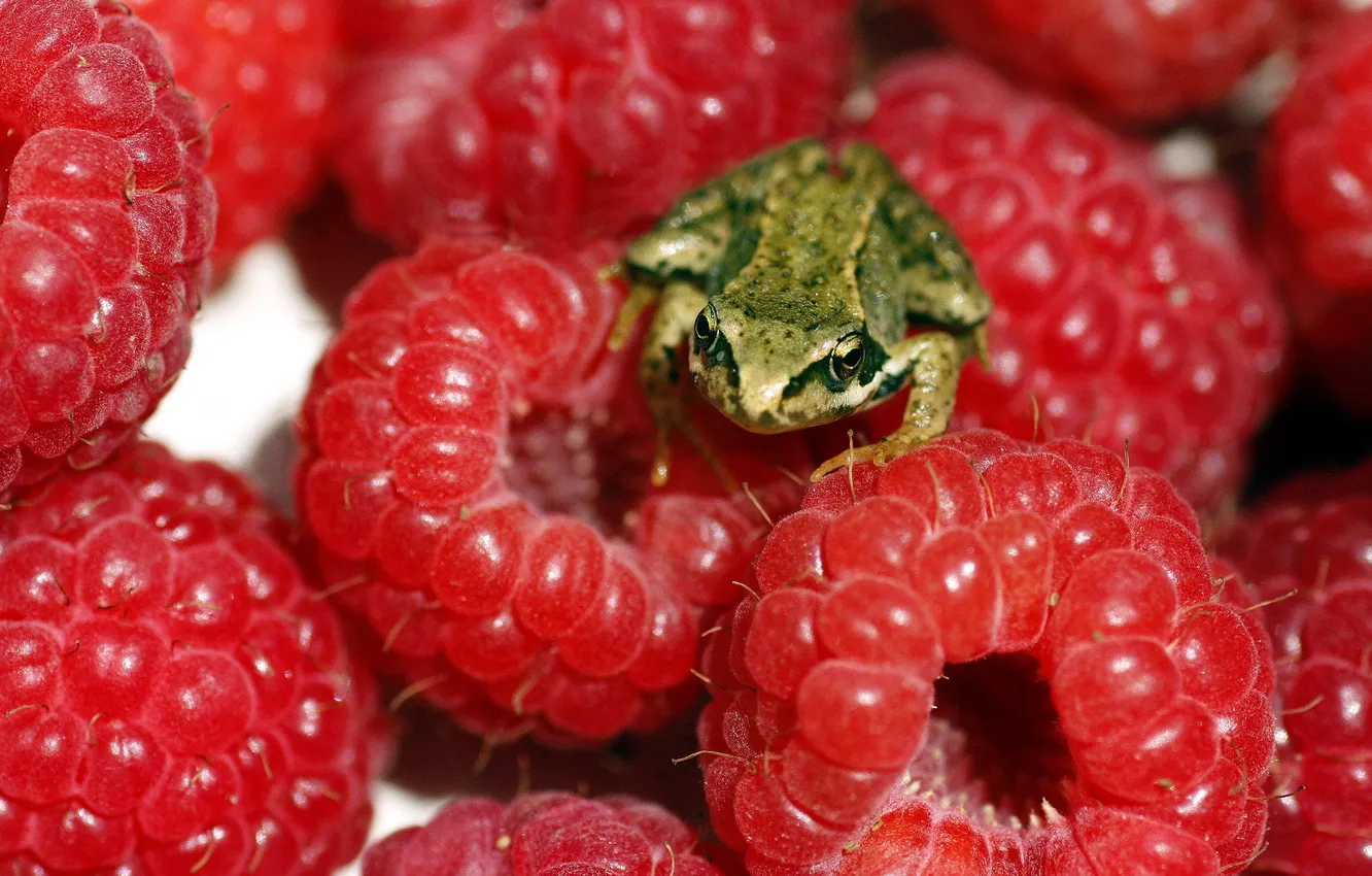 Фото обои макро, ягоды, лягушка