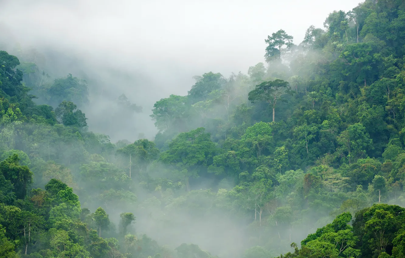 Фото обои зелень, лес, деревья, туман, джунгли, Jungle