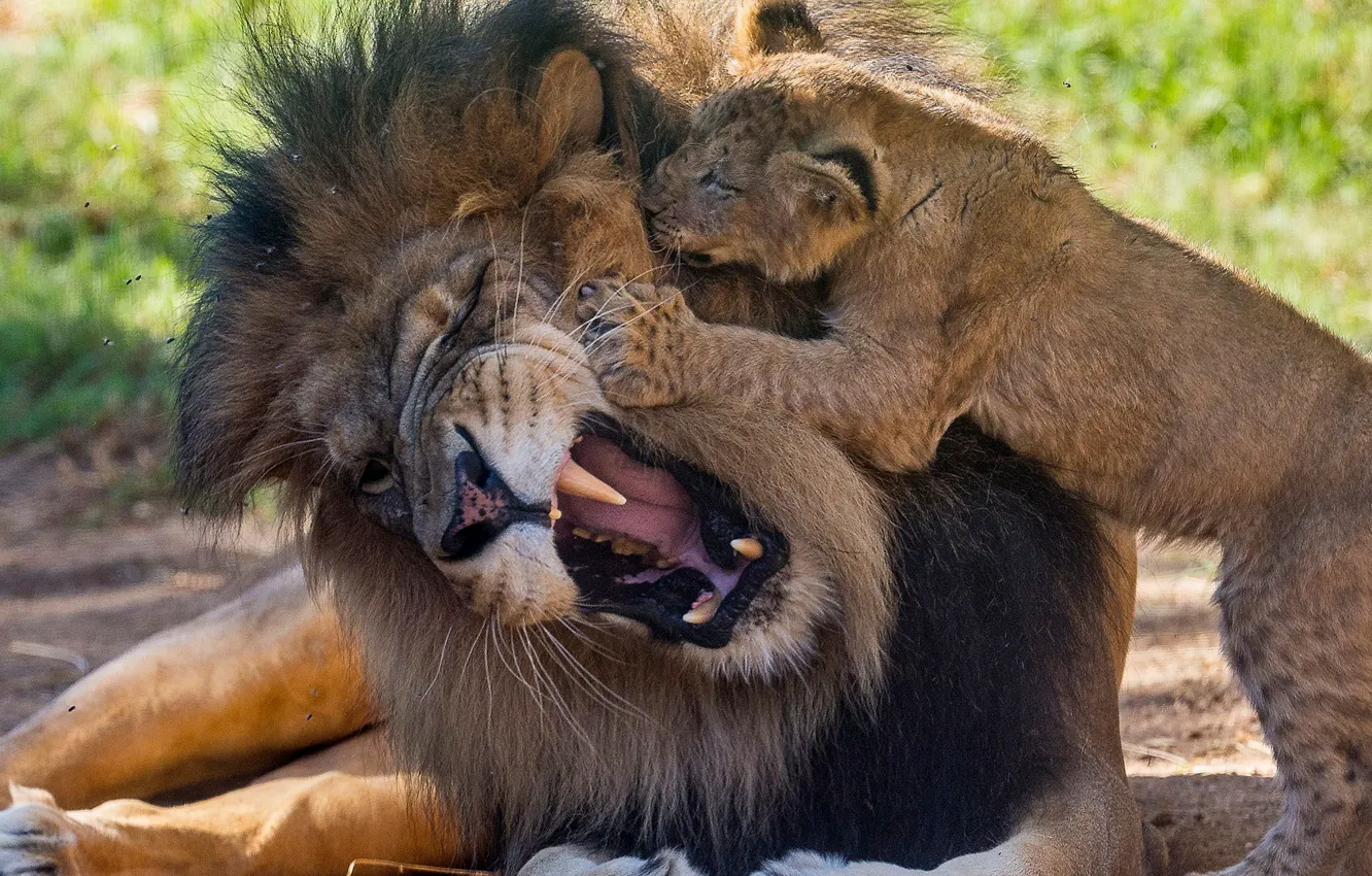Фото обои animals, lion, playing, wildlife, king, lion cub