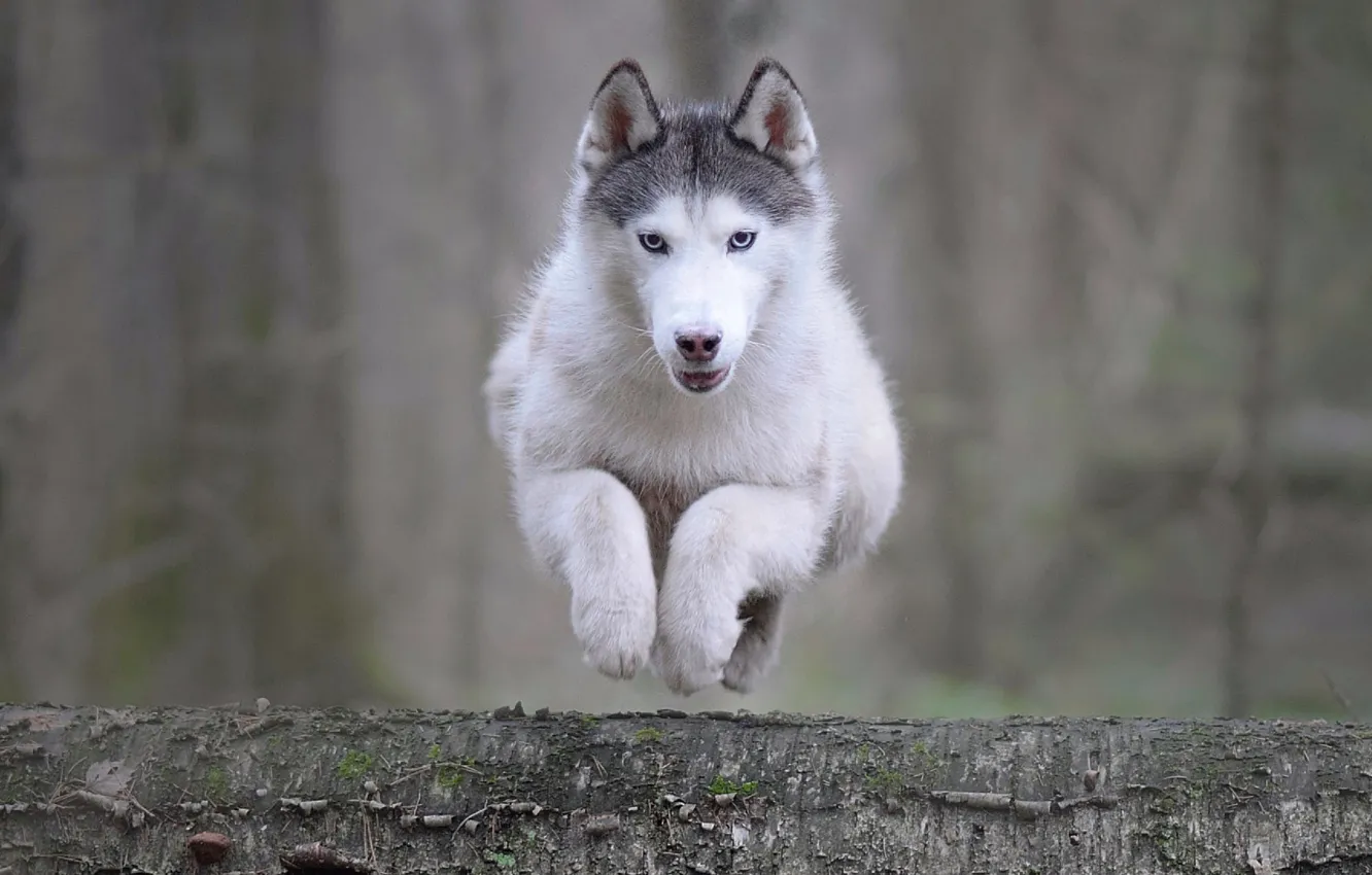 Фото обои животное, прыжок, собака, бревно, хаски, пёс, Мария Яропольская