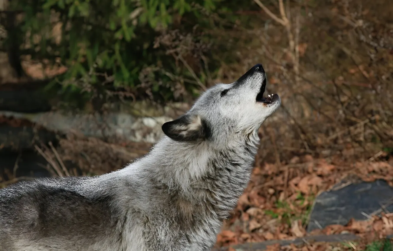Фото обои nature, face, animal, wolf, wildlife, head, fur, mammal