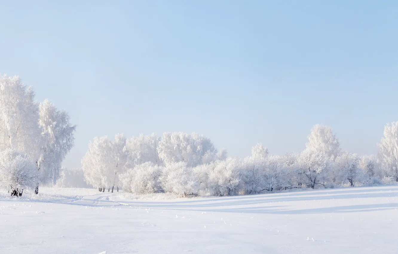 Фото обои зима, небо, снег, деревья, Панорама