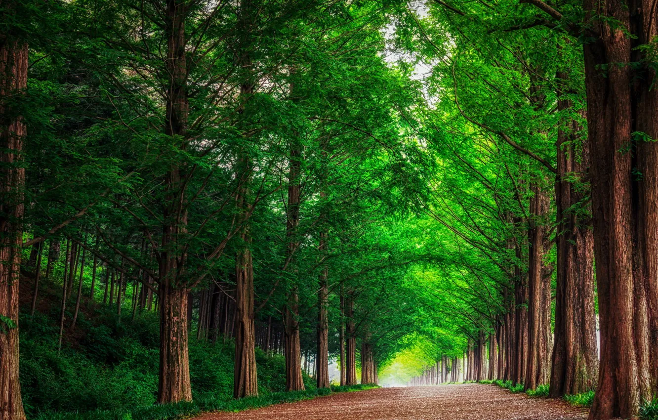 Фото обои дорога, лес, деревья, пейзаж, природа, аллея, Южная Корея, метасеквоя