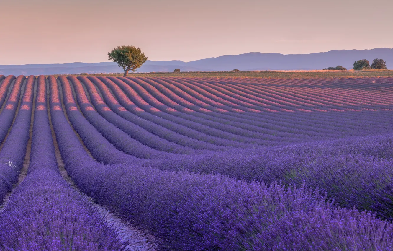 Фото обои поле, дерево, Франция, France, лаванда, Валансоль, Valensole