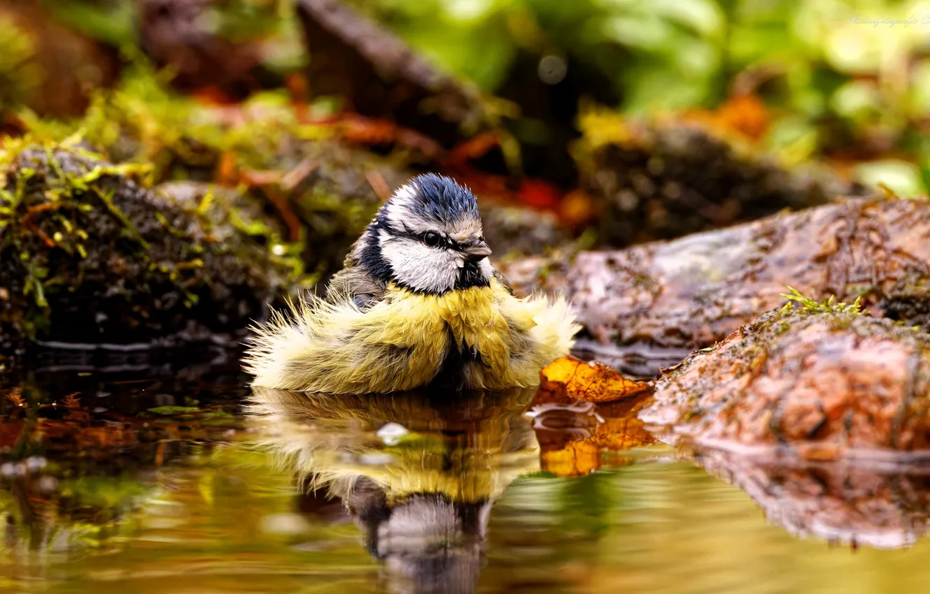 Фото обои вода, природа, птица, мох, воробей