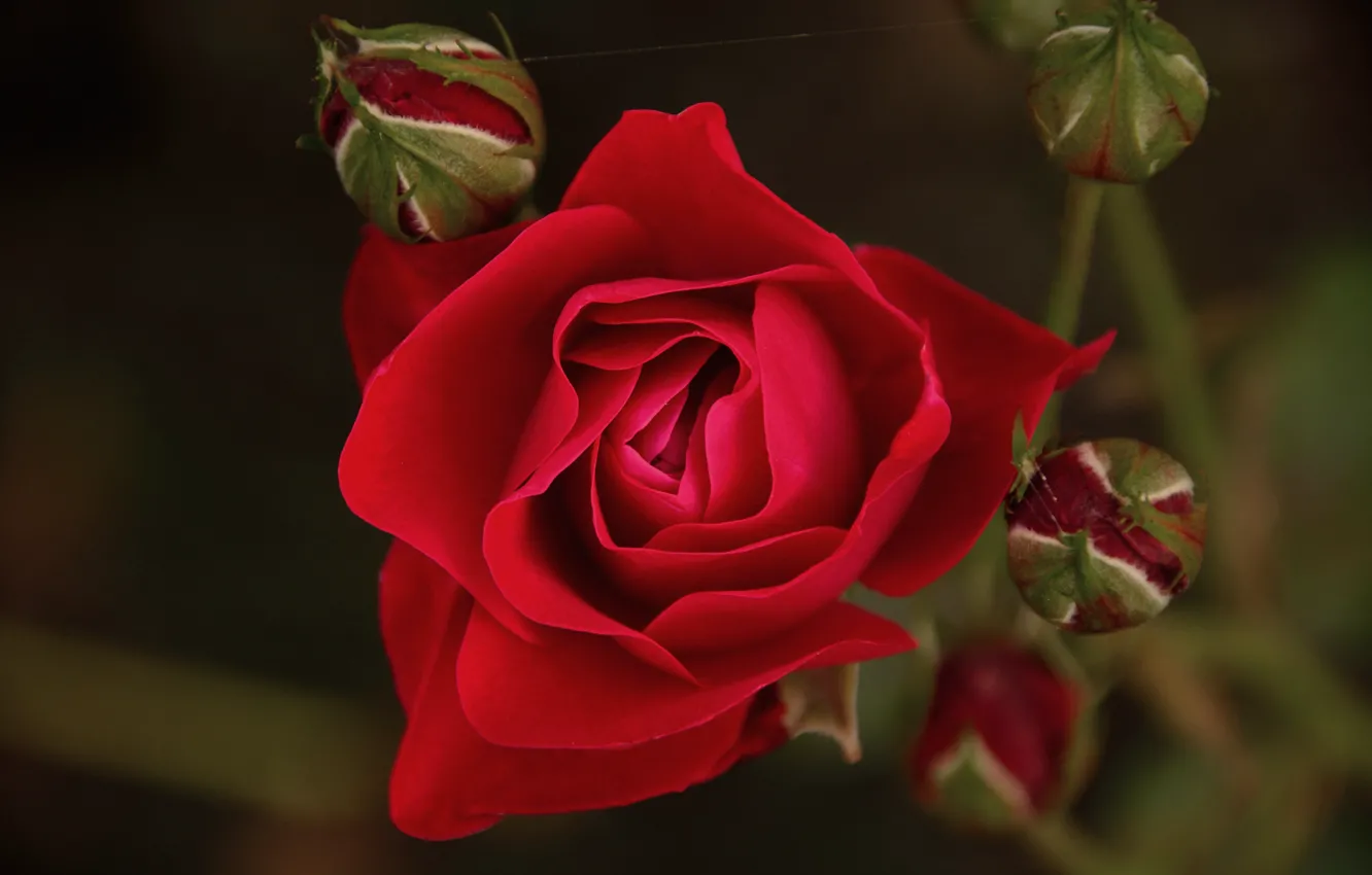 Фото обои Боке, Bokeh, Red rose, Красная роза