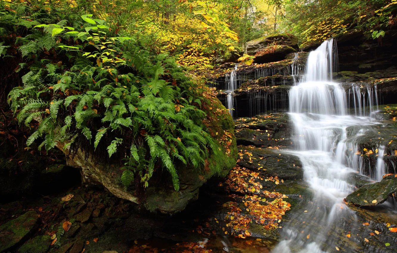 Фото обои осень, лес, водопад, Пенсильвания, папоротник, каскад, Pennsylvania, Ricketts Glen State Park