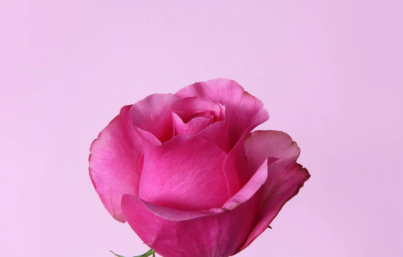 Фото обои розы, лепестки, бутоны