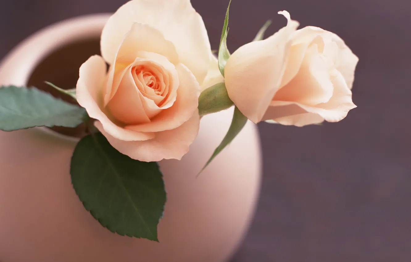 Фото обои розы, ваза, розовые