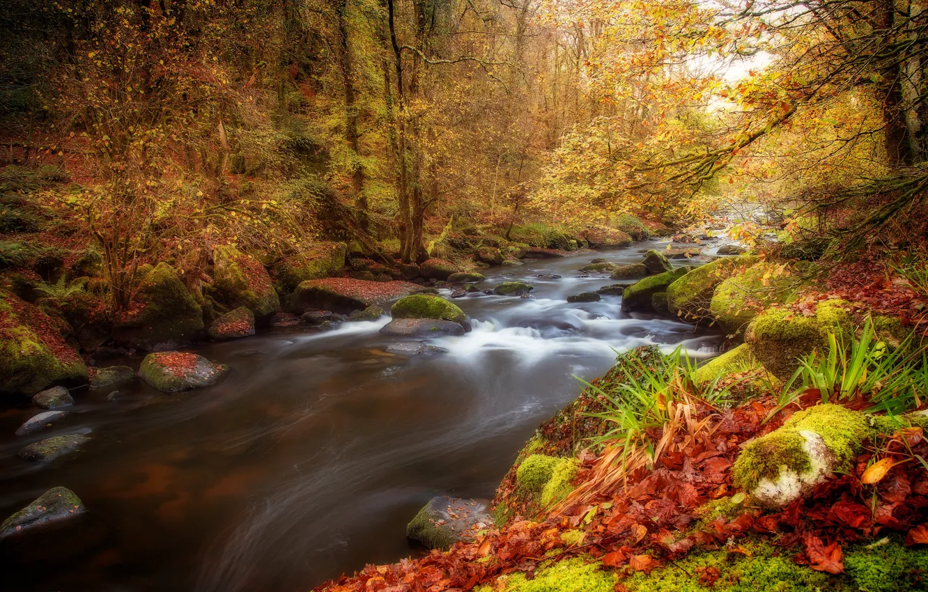 Фото обои осень, лес, листья, речка, водоем