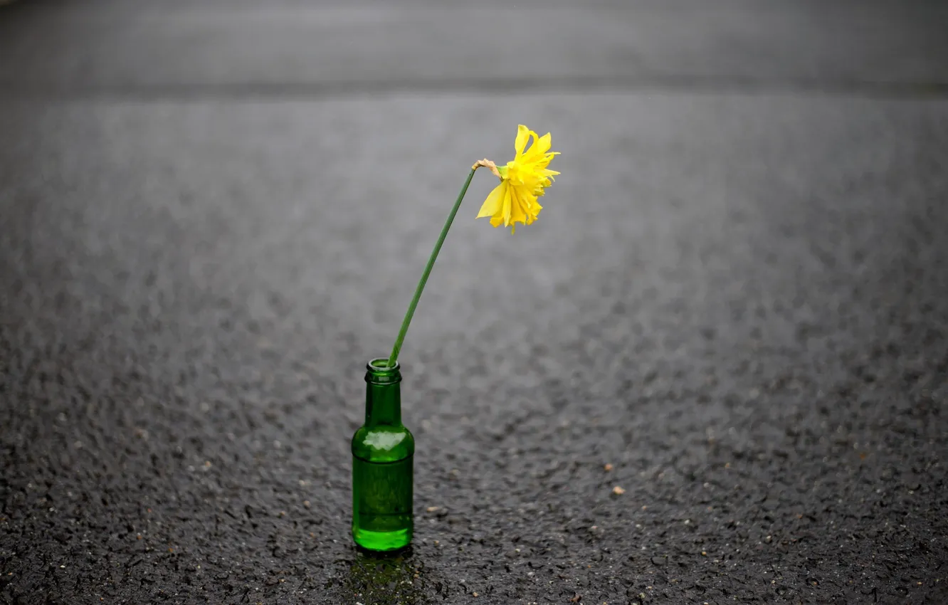 Фото обои цветок, улица, бутылка