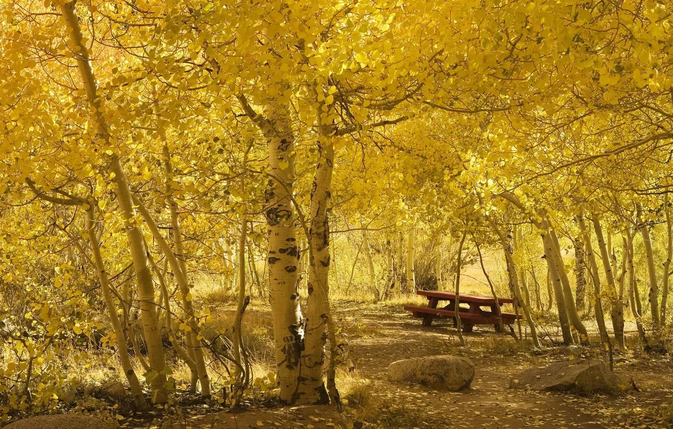 Фото обои осень, камни, листва, жёлтая, лесок, берёзовый, залитый солнцем