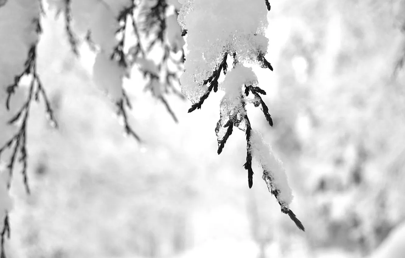 Фото обои зима, снег, ветка