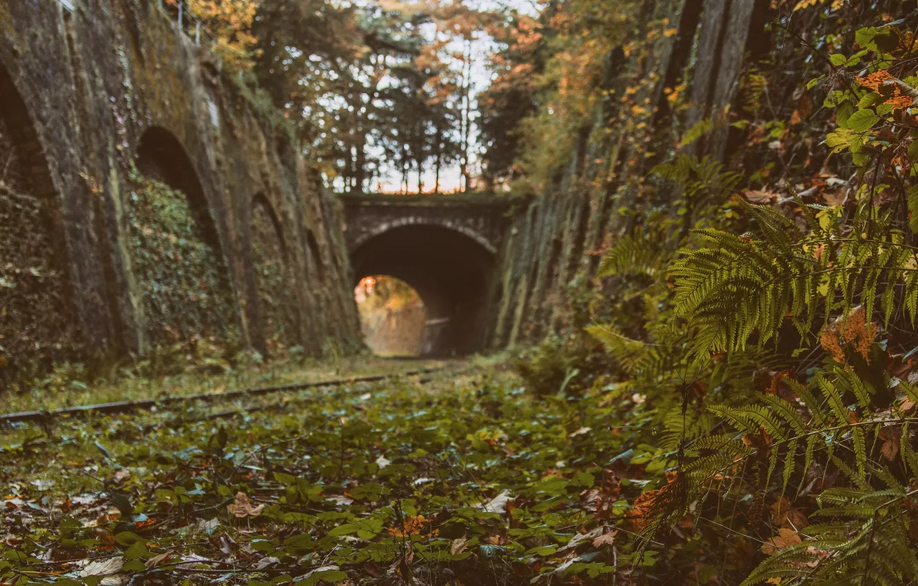 Фото обои листья, деревья, мост, стены, куст, солнечный свет, железнодорожные
