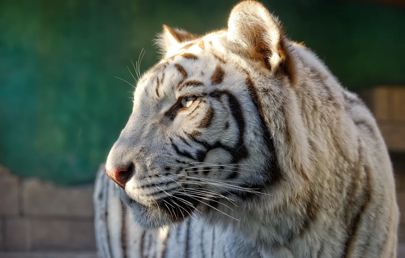 Фото обои морда, хищник, профиль, белый тигр, дикая кошка
