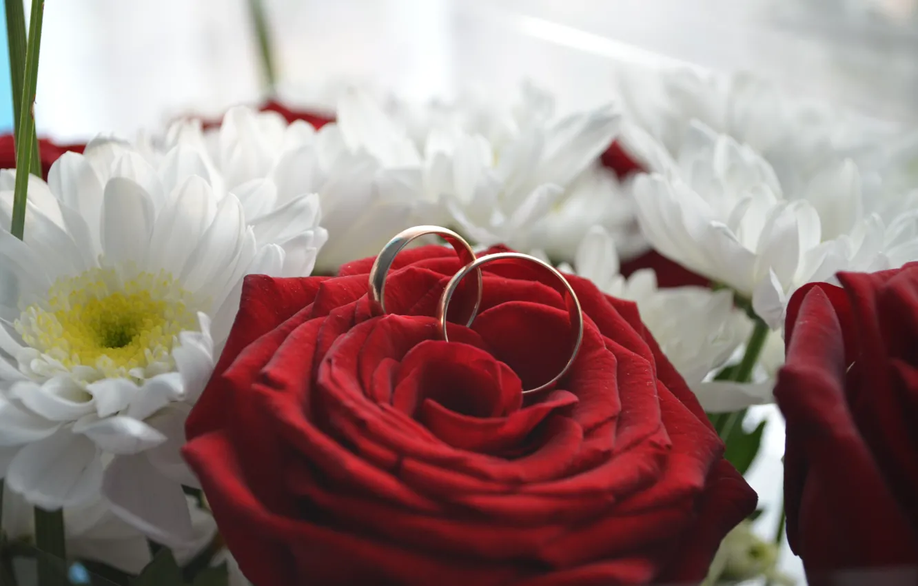 Фото обои цветы, кольца, свадьба