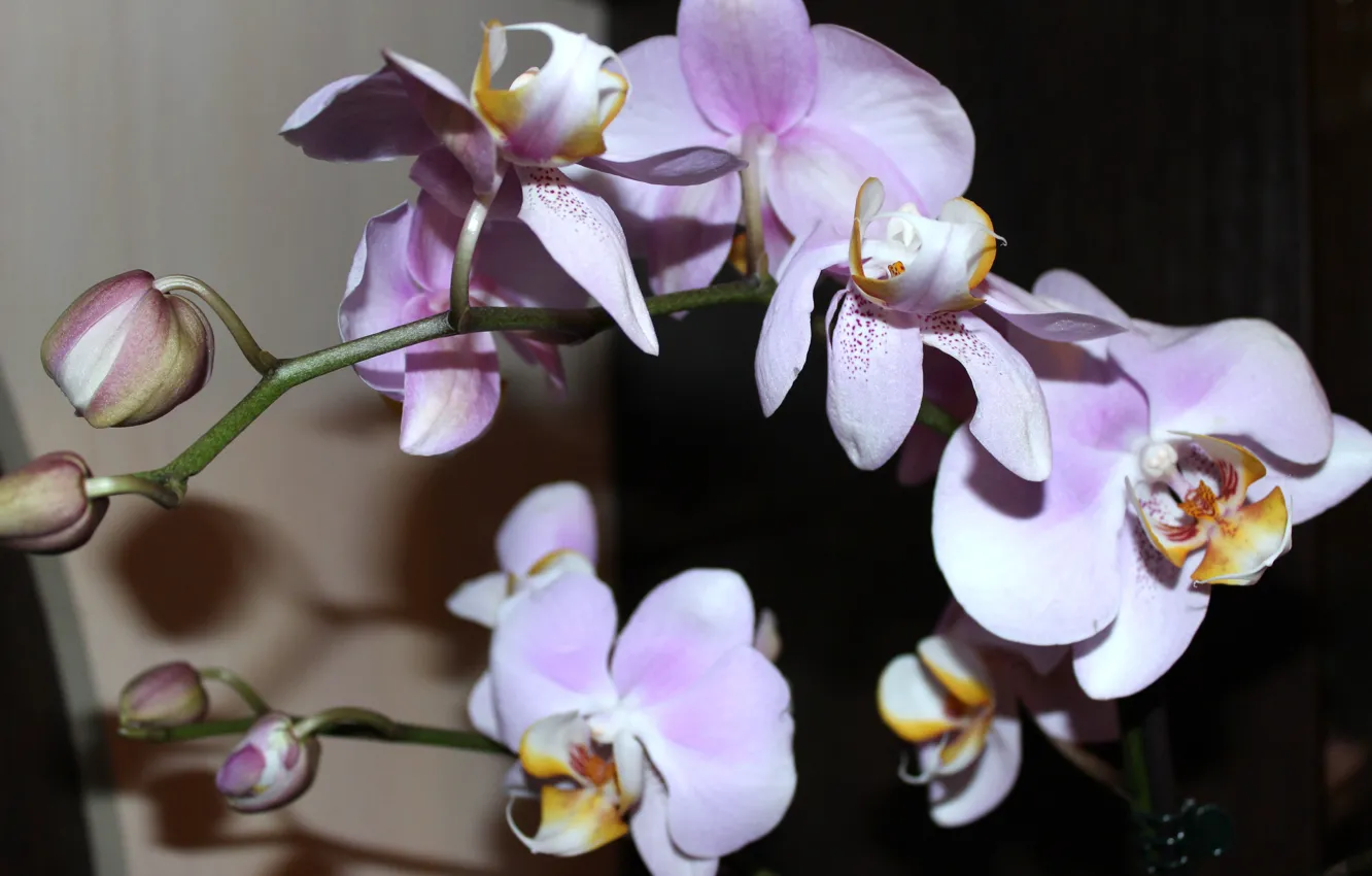 Фото обои цветы, красота, орхидеи