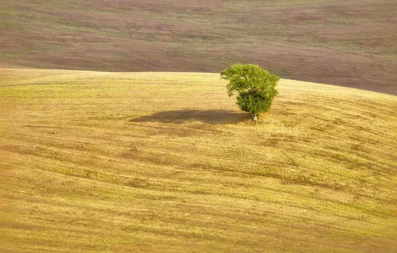 Фото обои tree, shadow, farmland