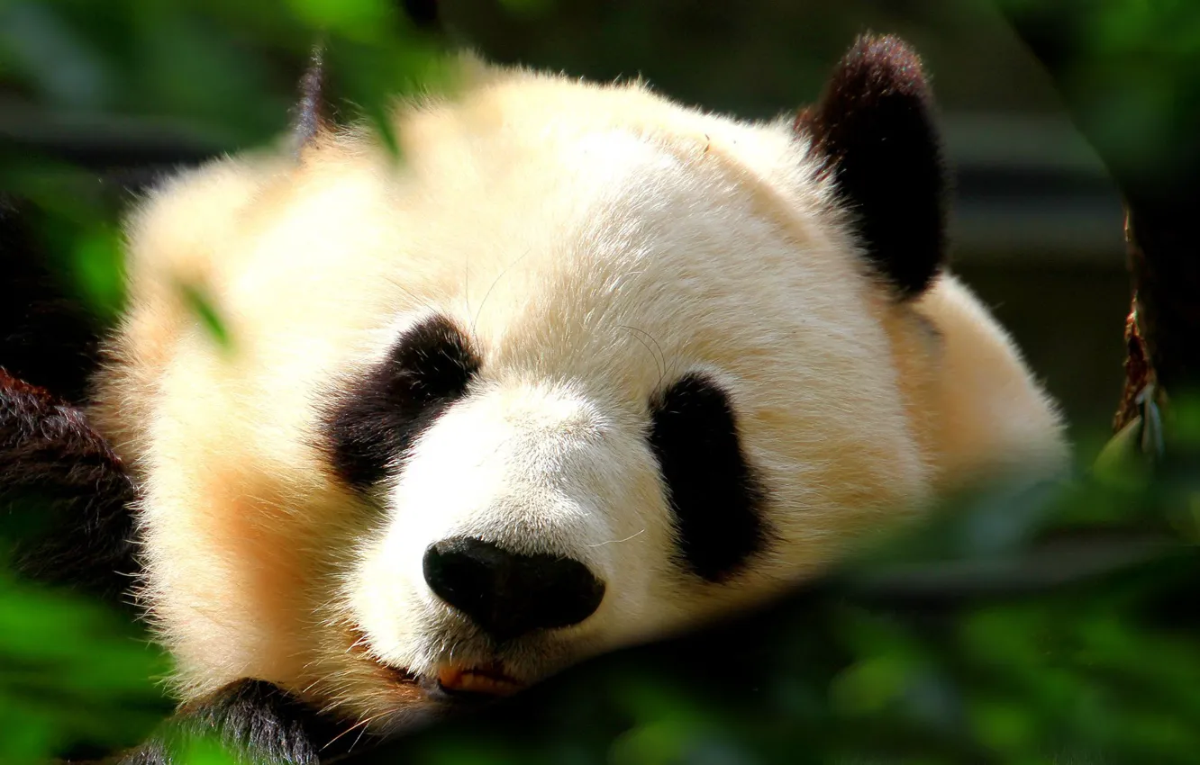 Фото обои белый, листва, черный, панда, спит