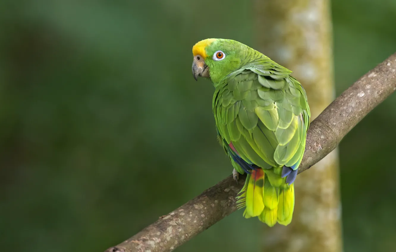 Фото обои цвета, глаз, colors, попугай, parrot, eye, branches, филиалы