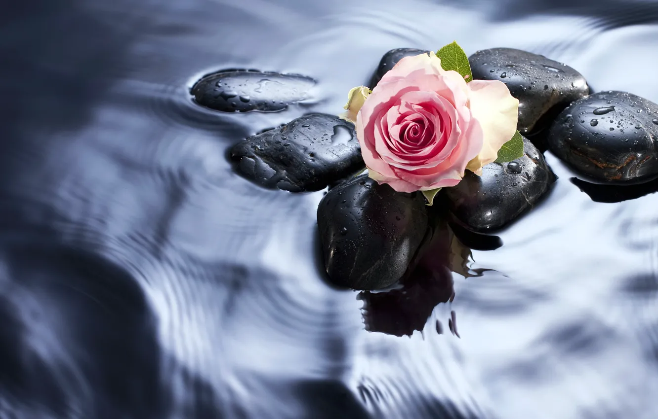 Фото обои вода, камни, роза, бутон