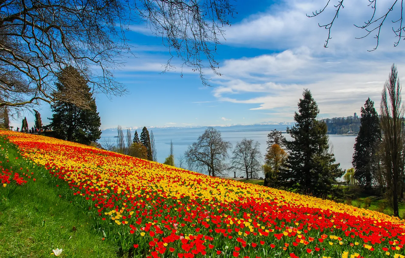 Фото обои трава, деревья, пейзаж, цветы, озеро, склон, тюльпаны