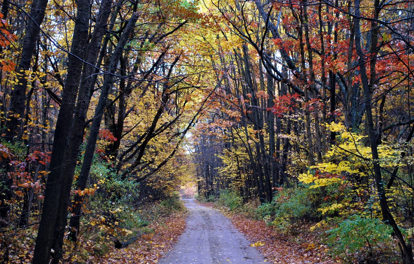 Фото обои дорога, осень, лес, листва, forest, road, Autumn, leaves