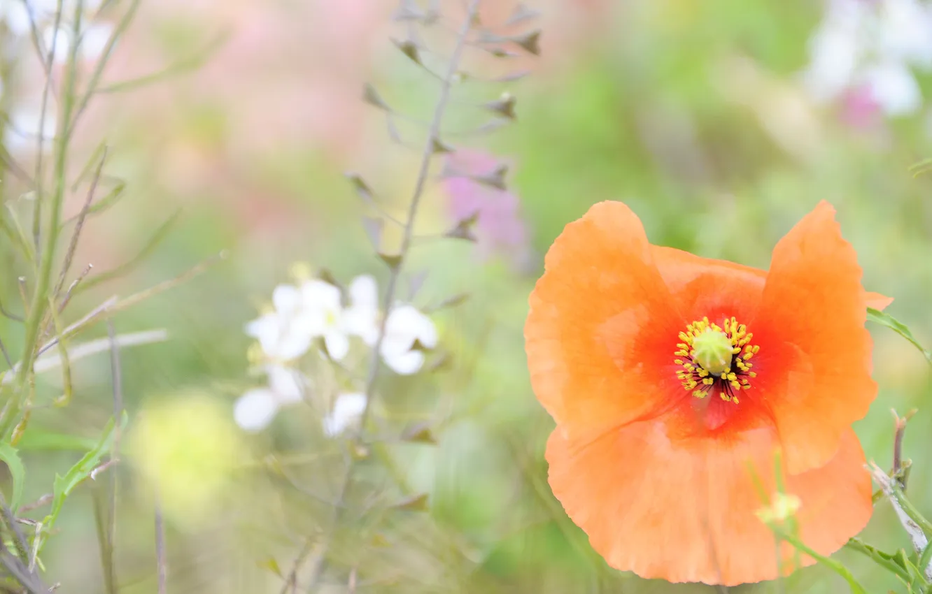 Фото обои цветок, лето, трава, макро, оранжевый, поляна, нежность, мак