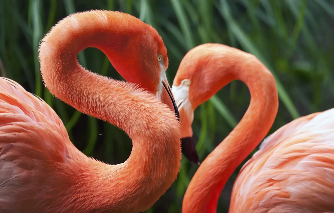 Фото обои зелень, птицы, фламинго
