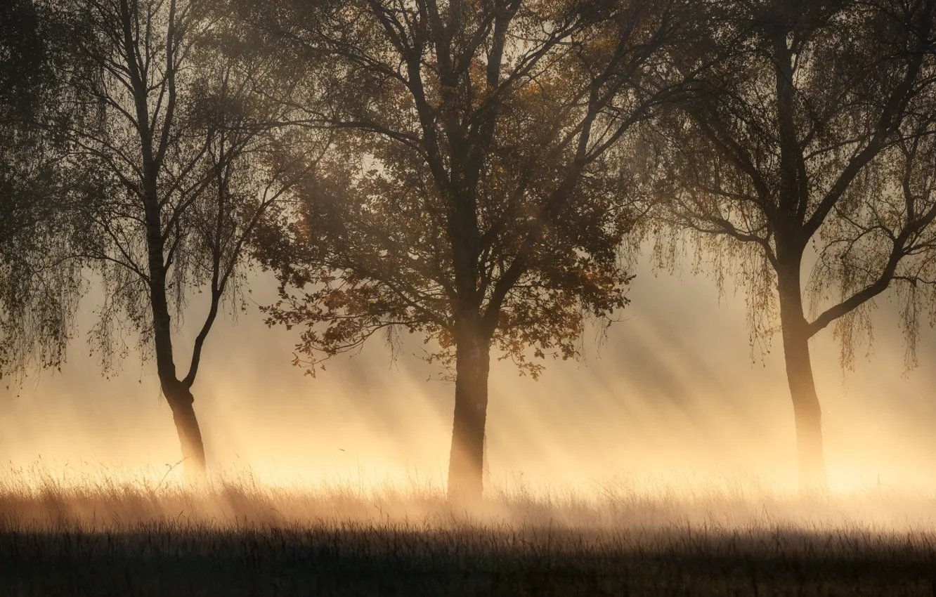 Фото обои лучи, деревья, туман, trees, rays, fog, Kai Hornung