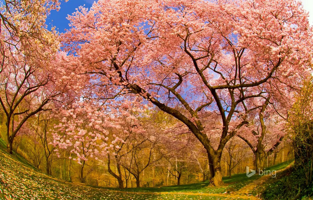 Фото обои вишня, весна, сад, Вашингтон, США, цветение, округ Колумбия, Думбартон-Окс