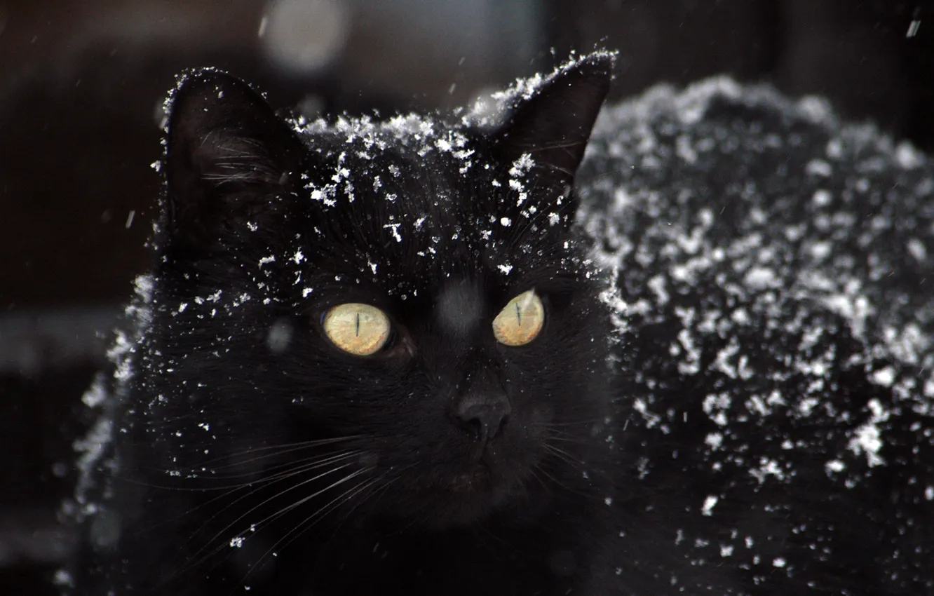 Фото обои зима, черный картинки, снег фото, кот обои