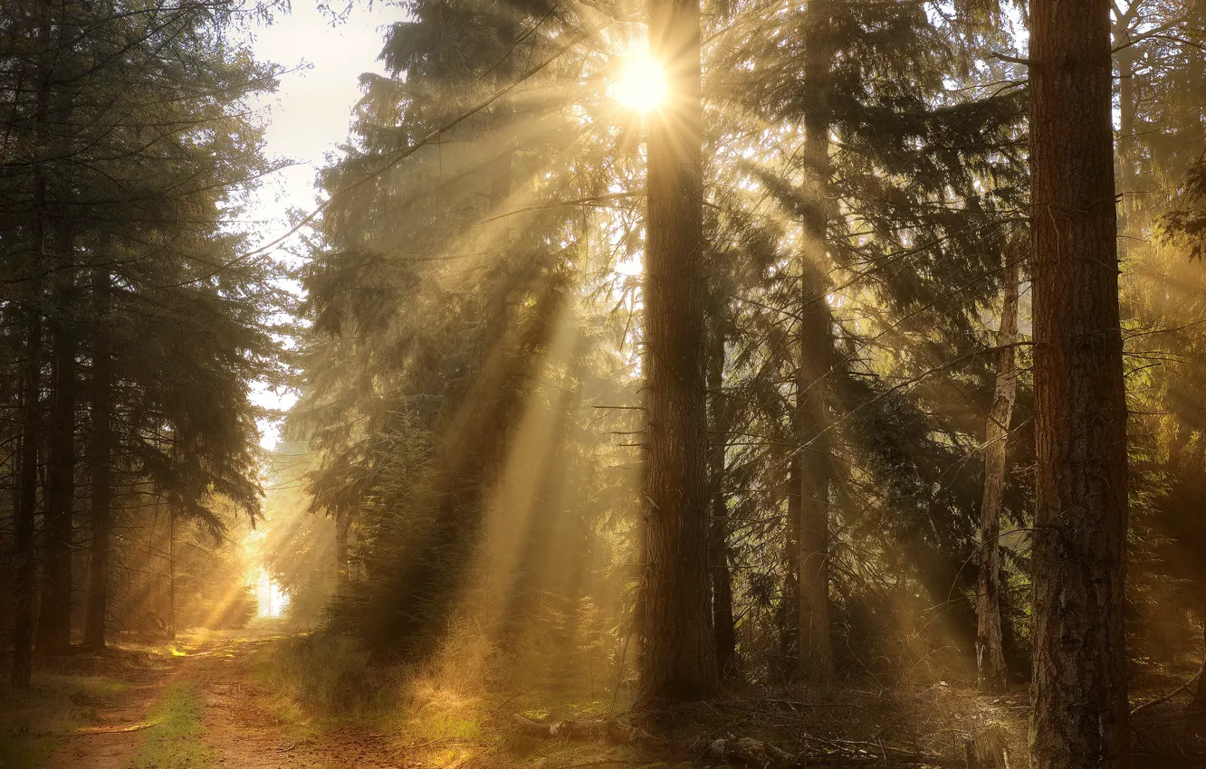 Фото обои лес, солнце, лучи, свет, ветки, туман, утро, сосны