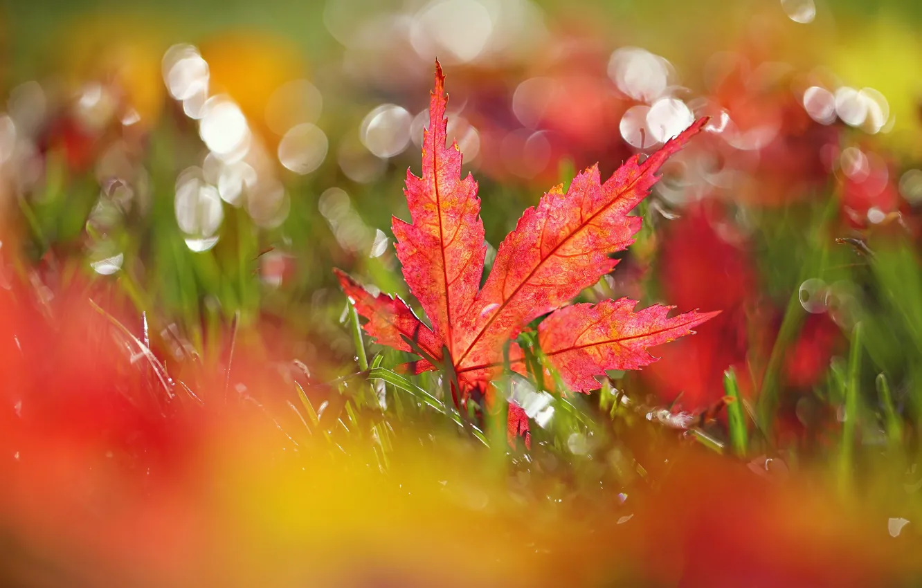 Фото обои осень, трава, лист, клён, блик