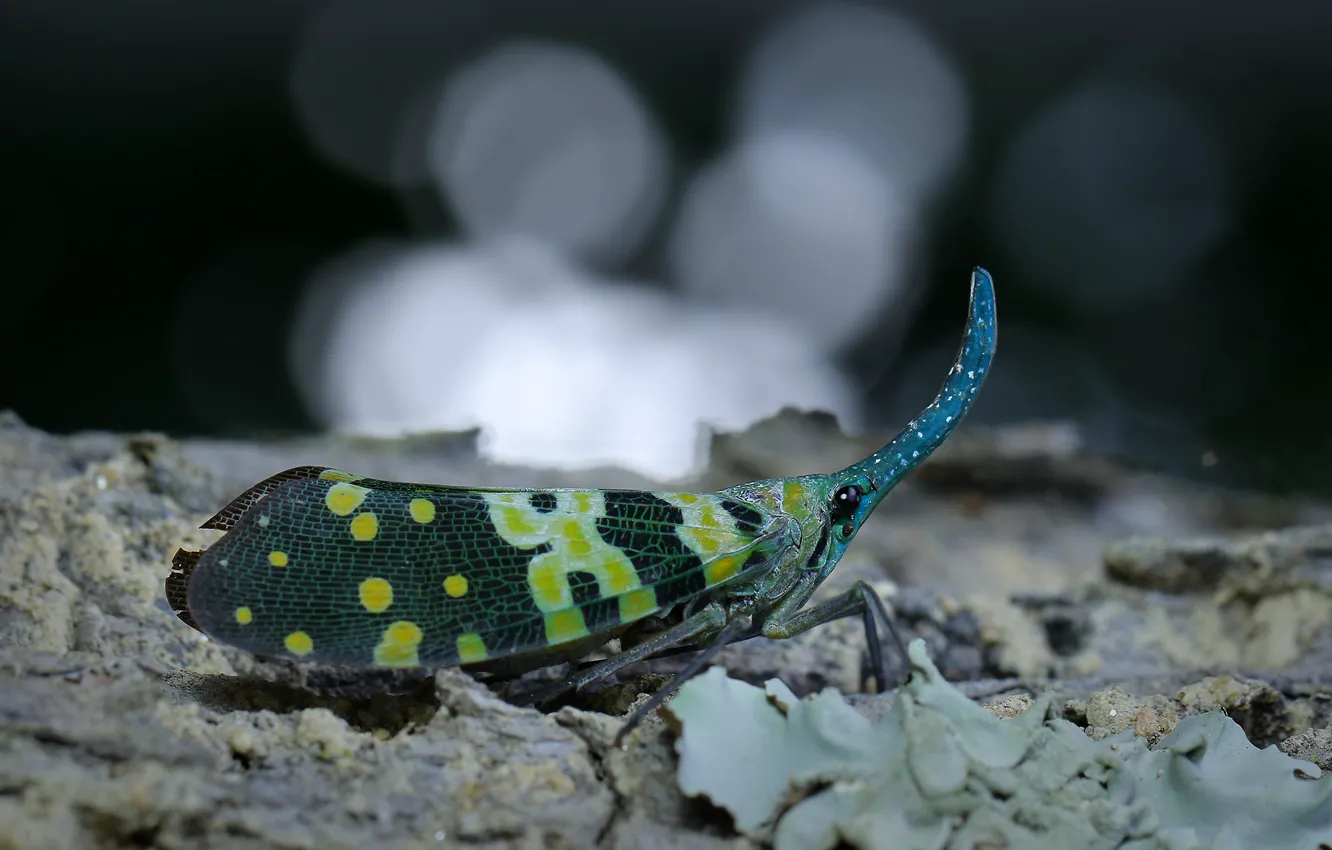 Фото обои макро, зеленый, темный фон, нос, насекомое, кора, крылышки, боке