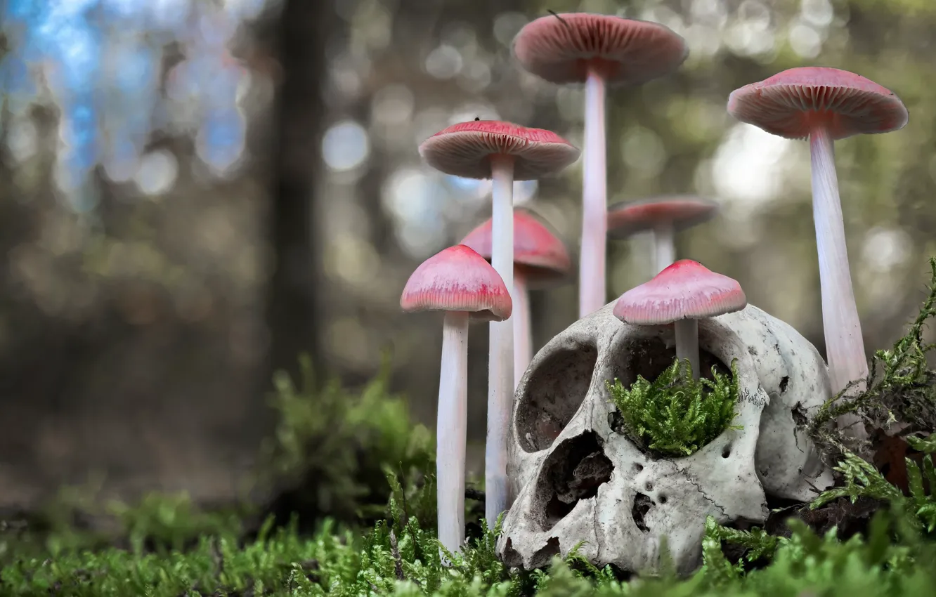 Фото обои грибы, череп, мох, боке, Мицена чистая