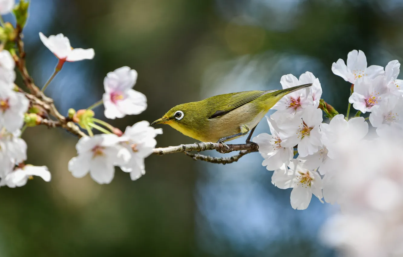 Фото обои природа, вишня, птица, ветка, весна, цветение, боке, белоглазка