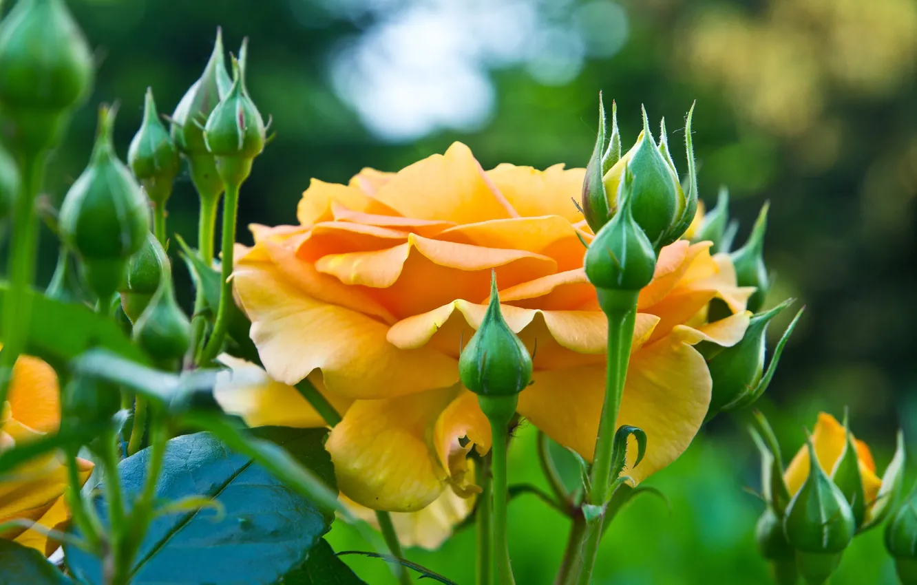 Фото обои оранжевый, розы, бутоны