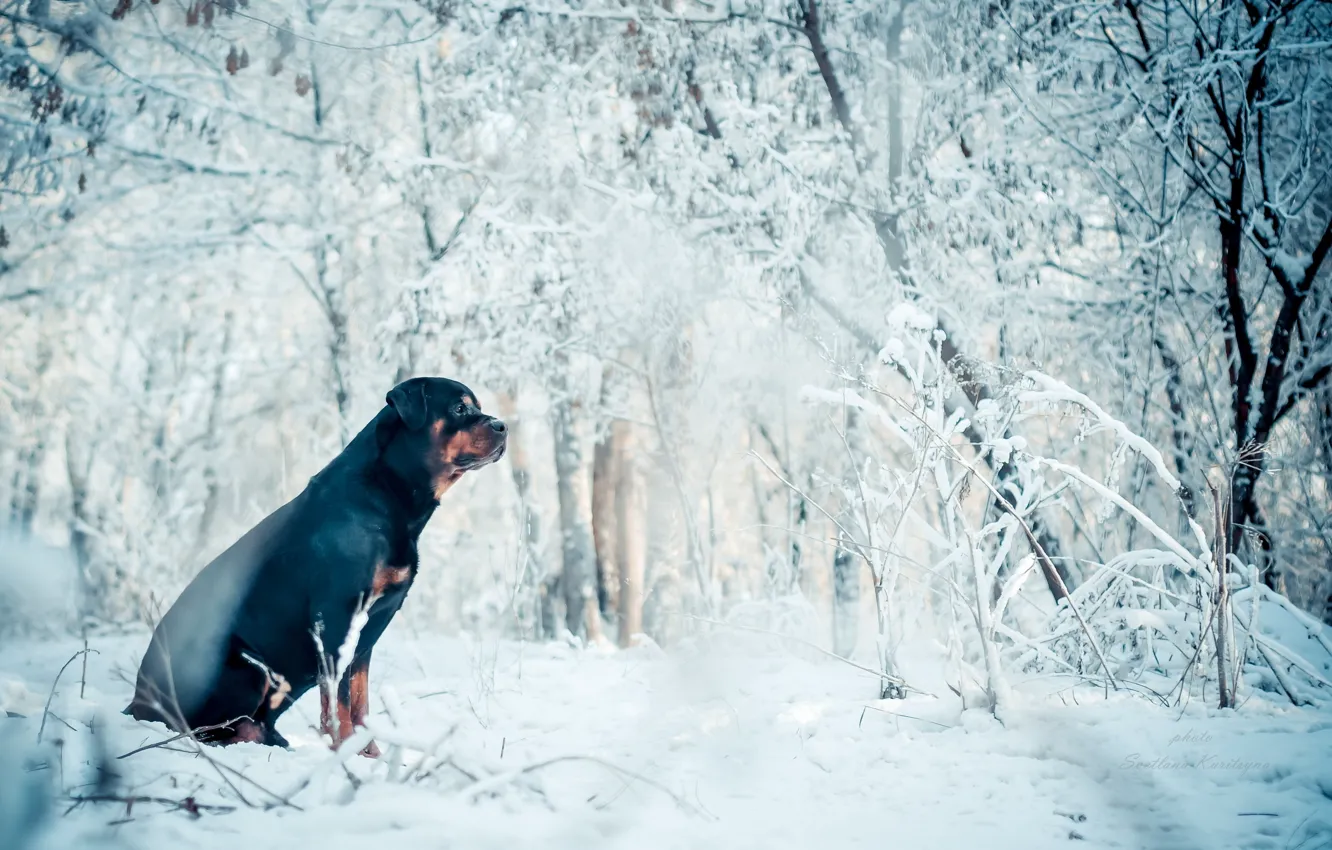 Фото обои зима, друг, собака