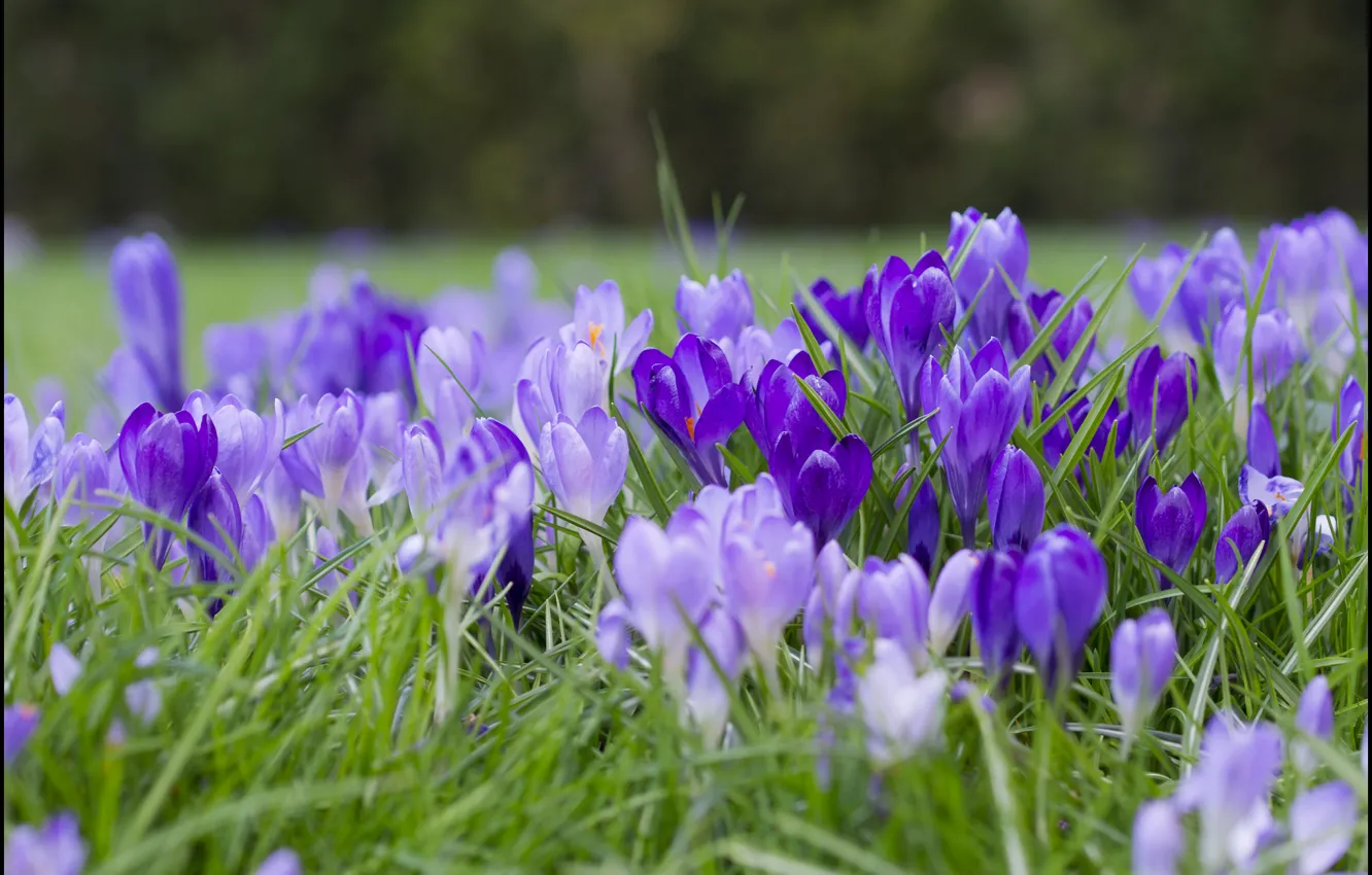 Фото обои трава, цветы, фиолетовые, крокусы, сиреневые