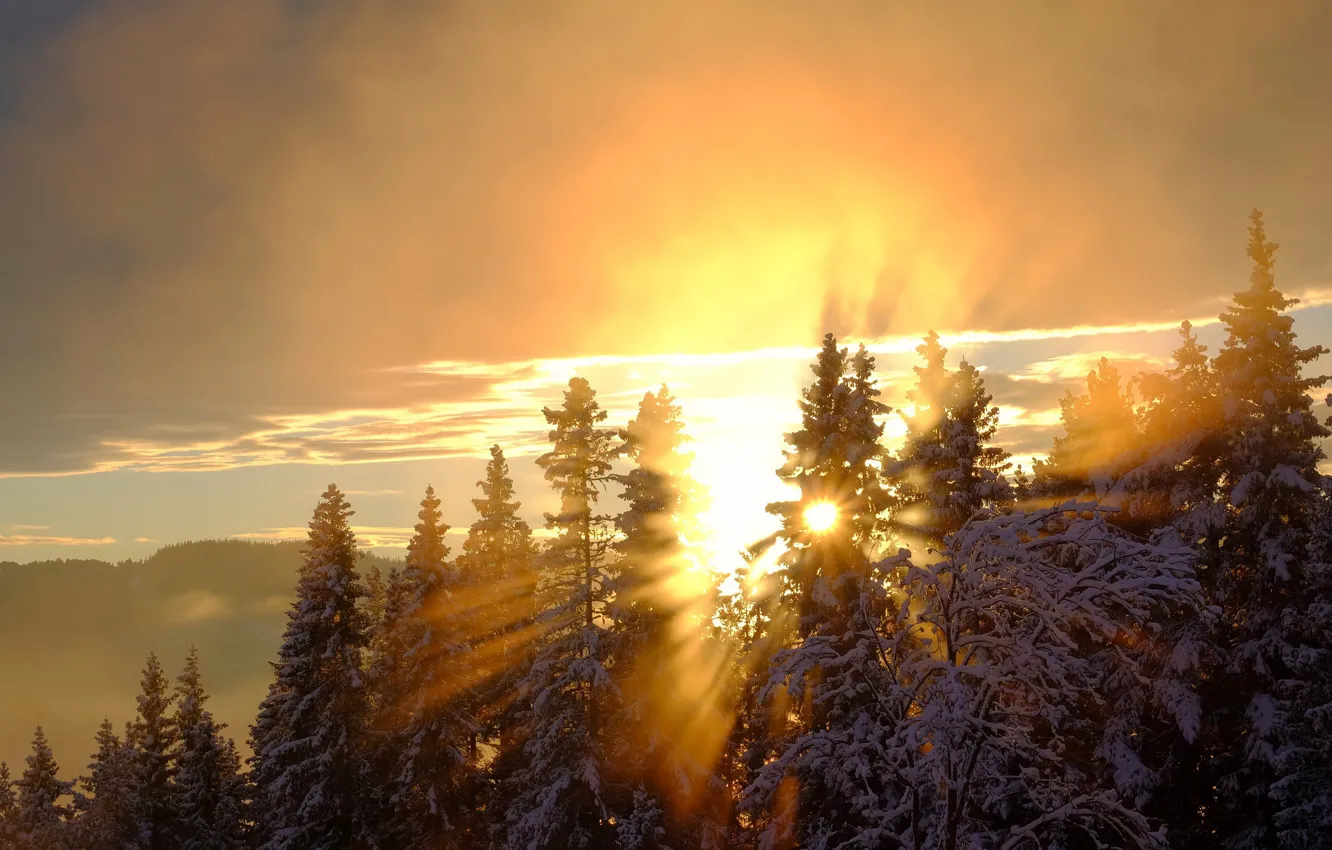 Фото обои лес, свет, снег, утро