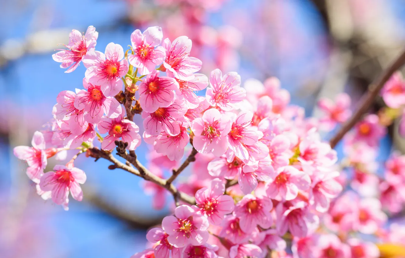 Фото обои ветки, весна, сакура, цветение, pink, blossom, sakura, cherry