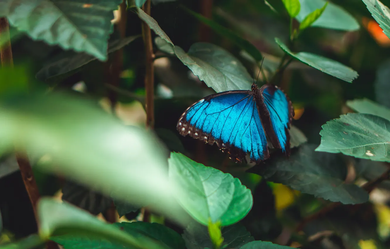 Фото обои листья, темный фон, бабочка, голубая